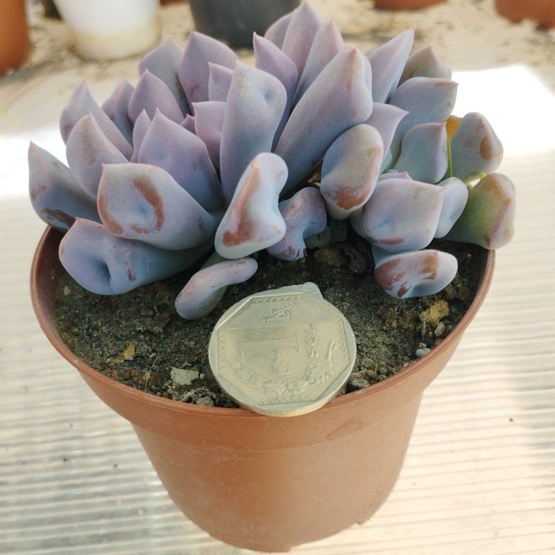 M-170B: Echeveria Cupido