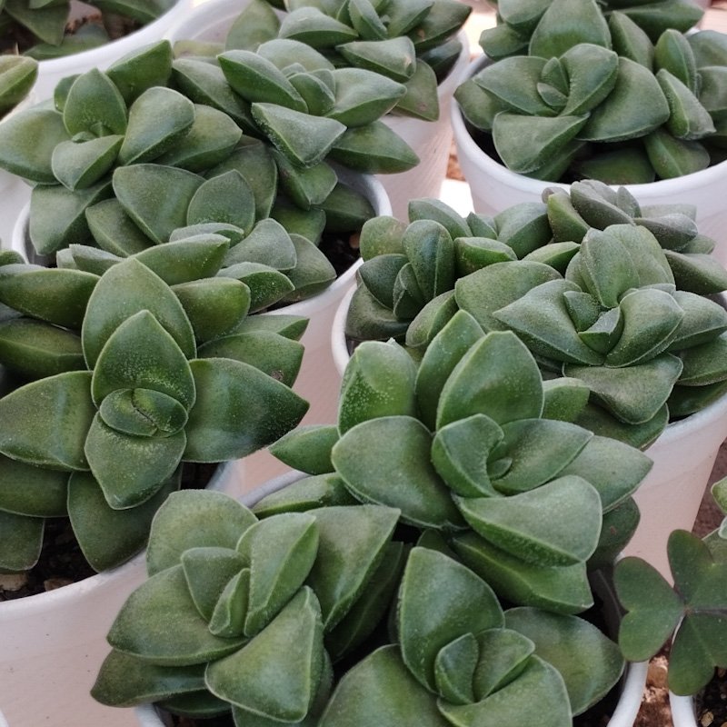M-339: Crassula "Spring Time"