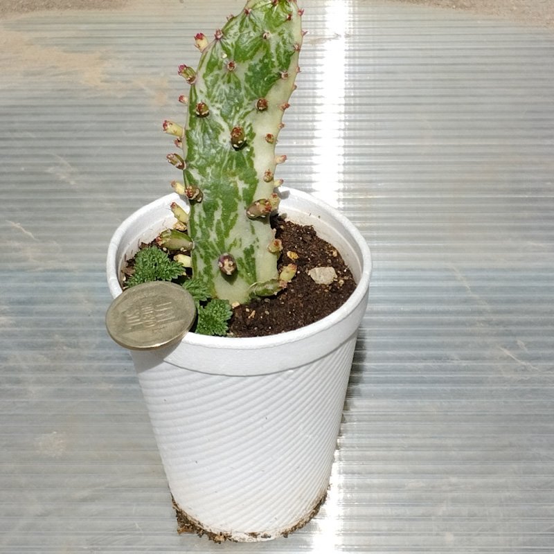 M-514: Opuntia Variegata