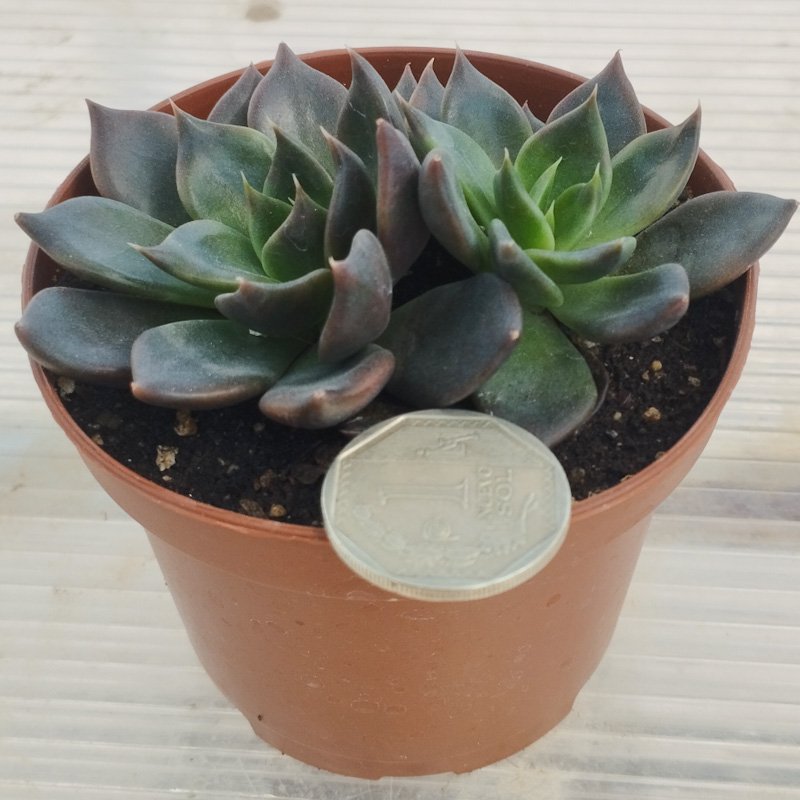 M-107B: Echeveria Black Prince
