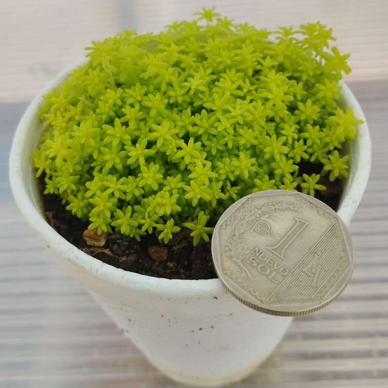 M-169: Sedum Japonicum Tokyo Sun