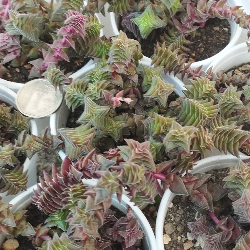 M-348: Crassula Capitella SSP Tryrsiflora