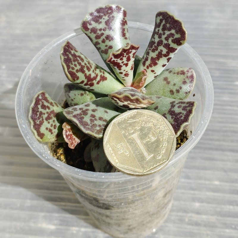 M-223: Adromischus Cooperi