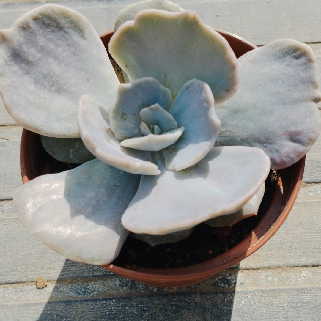 M-306: Echeveria Lilacina Mounstrosa