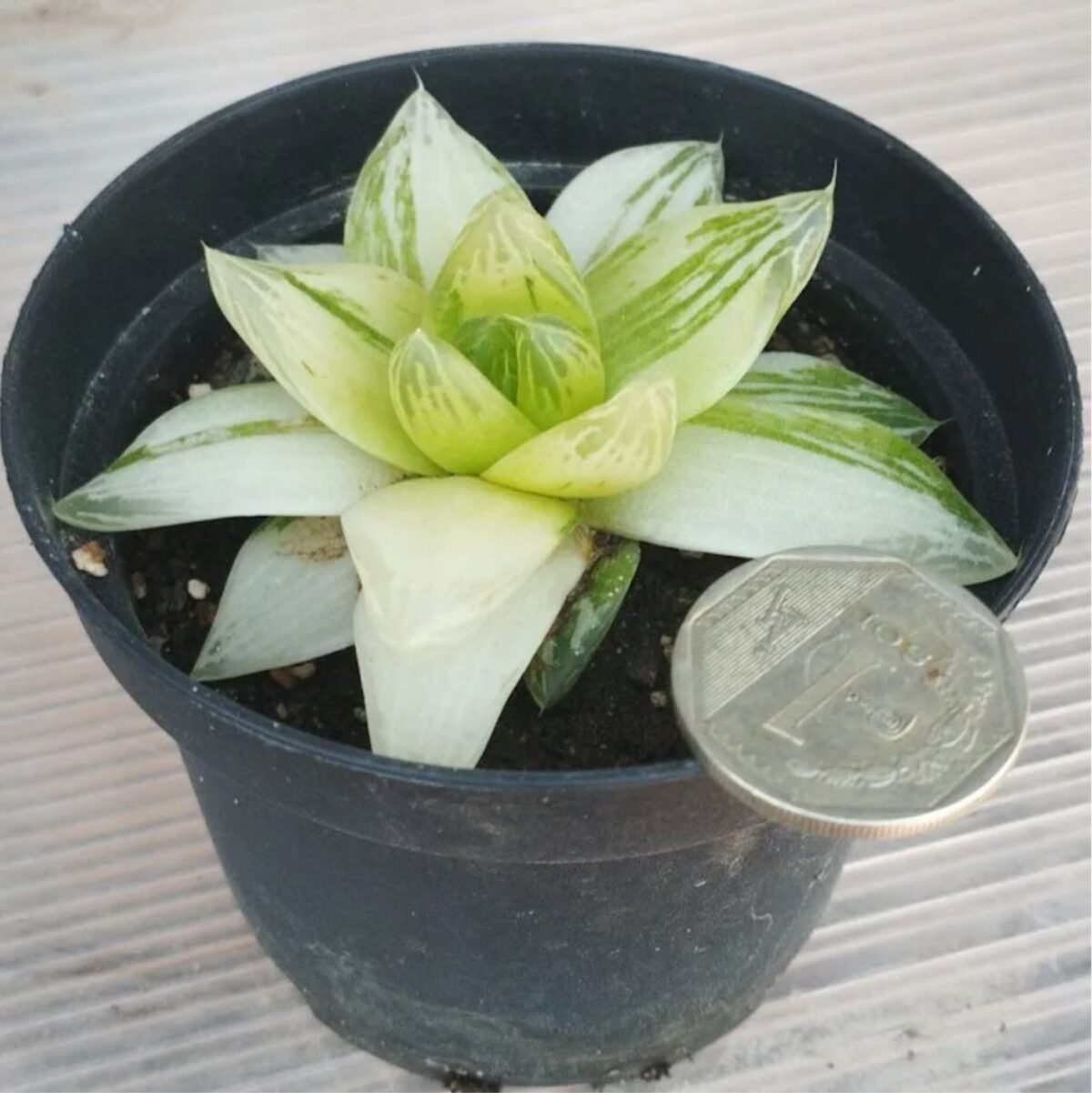 M-387: Haworthia Cymbiformis Variegata