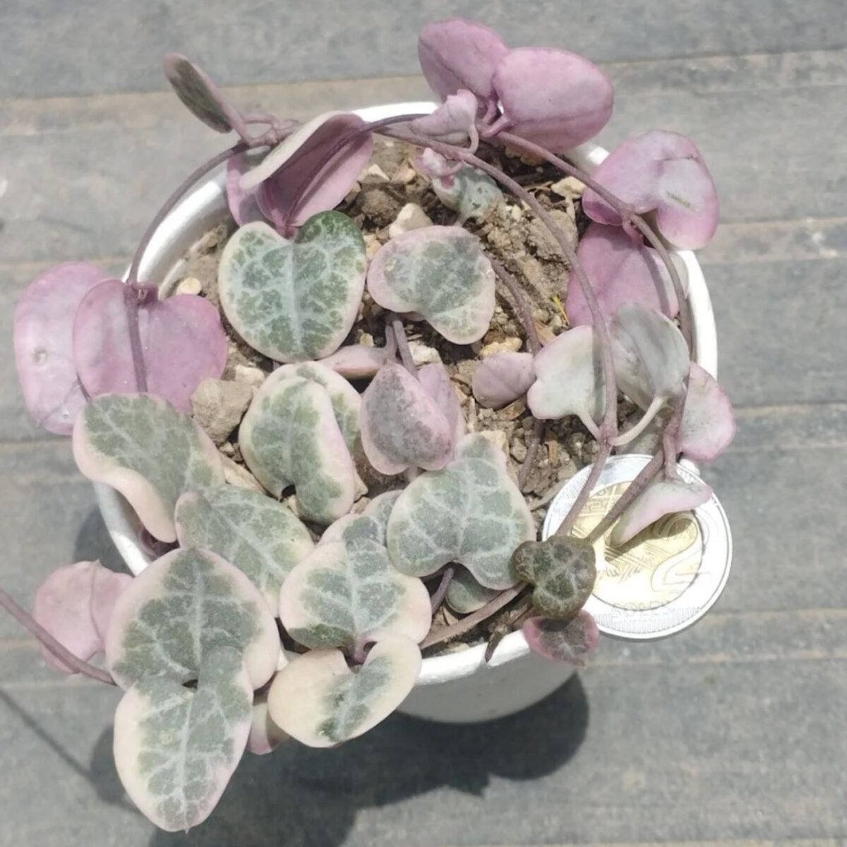 M-409: Ceropegia Woodii Variegata