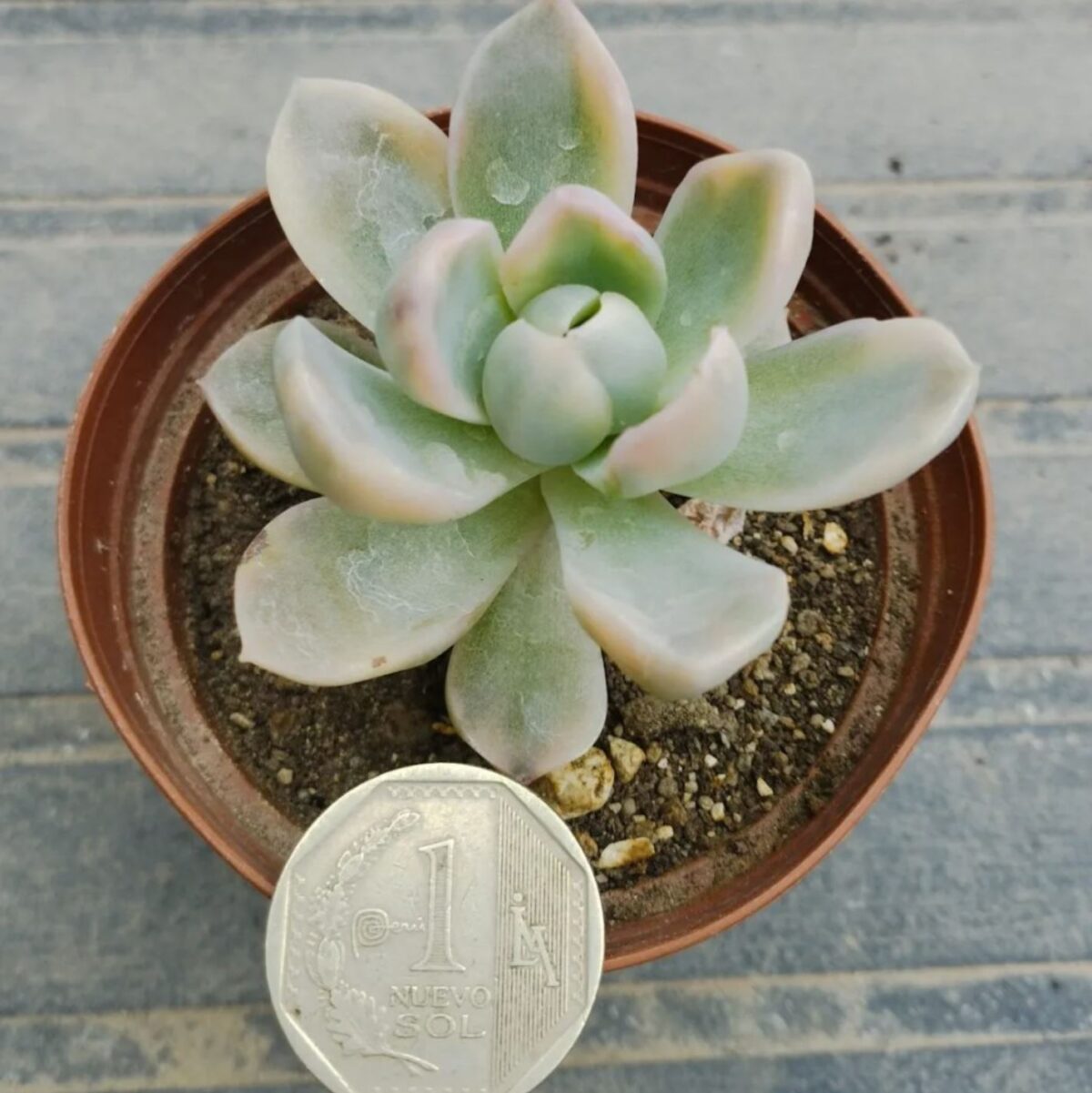 M-414: Fantome Variegata