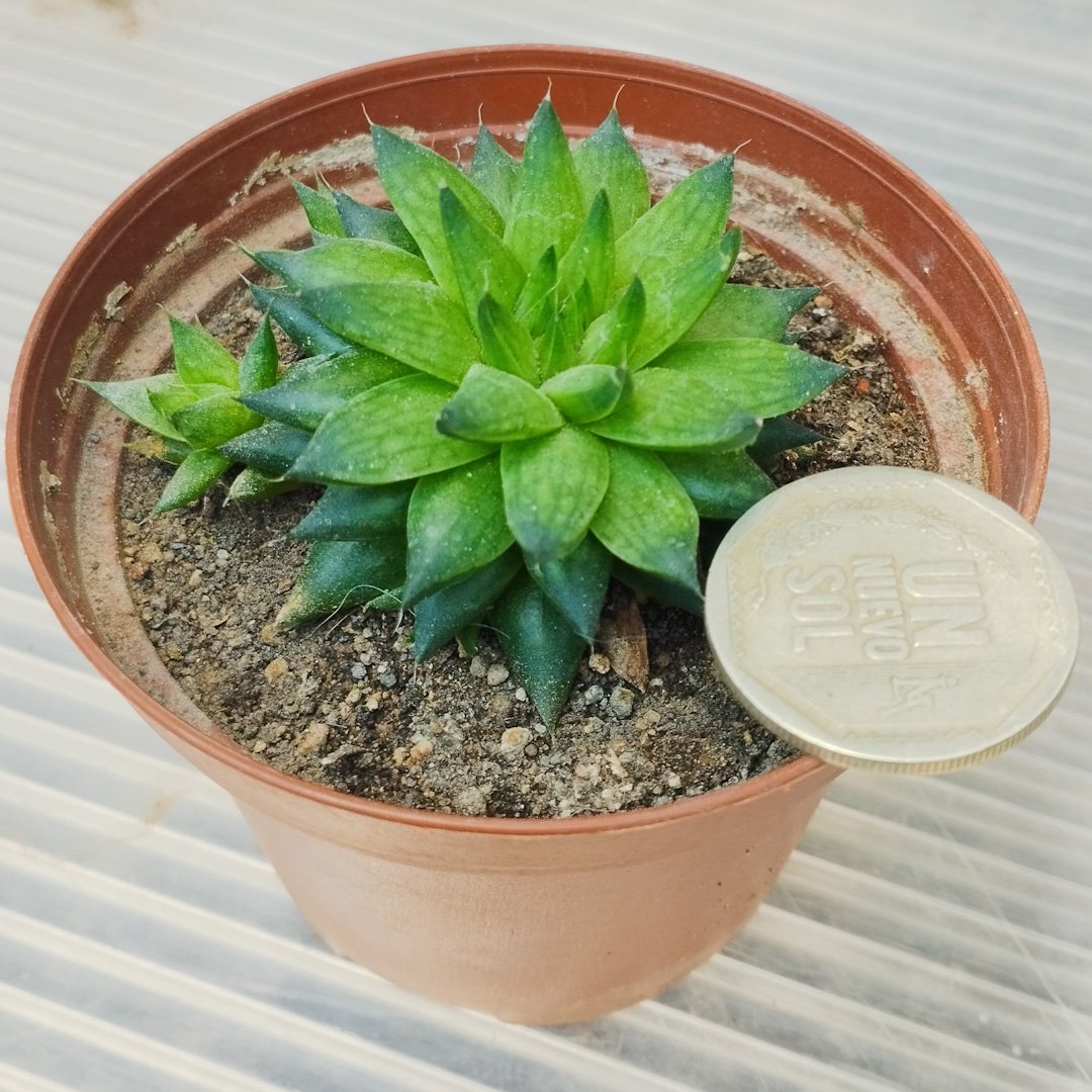 M-276: Haworthia