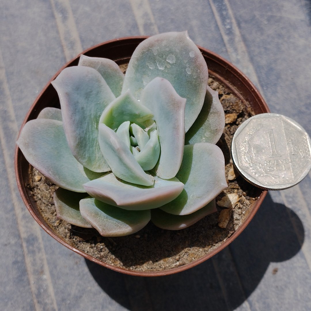 M-192: Graptoveria Lovely Rose