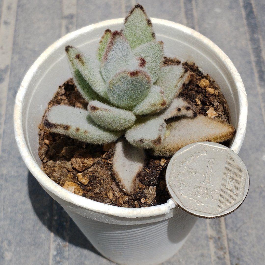 M-237: Kalanchoe Tomentosa "Orejas de Conejo"