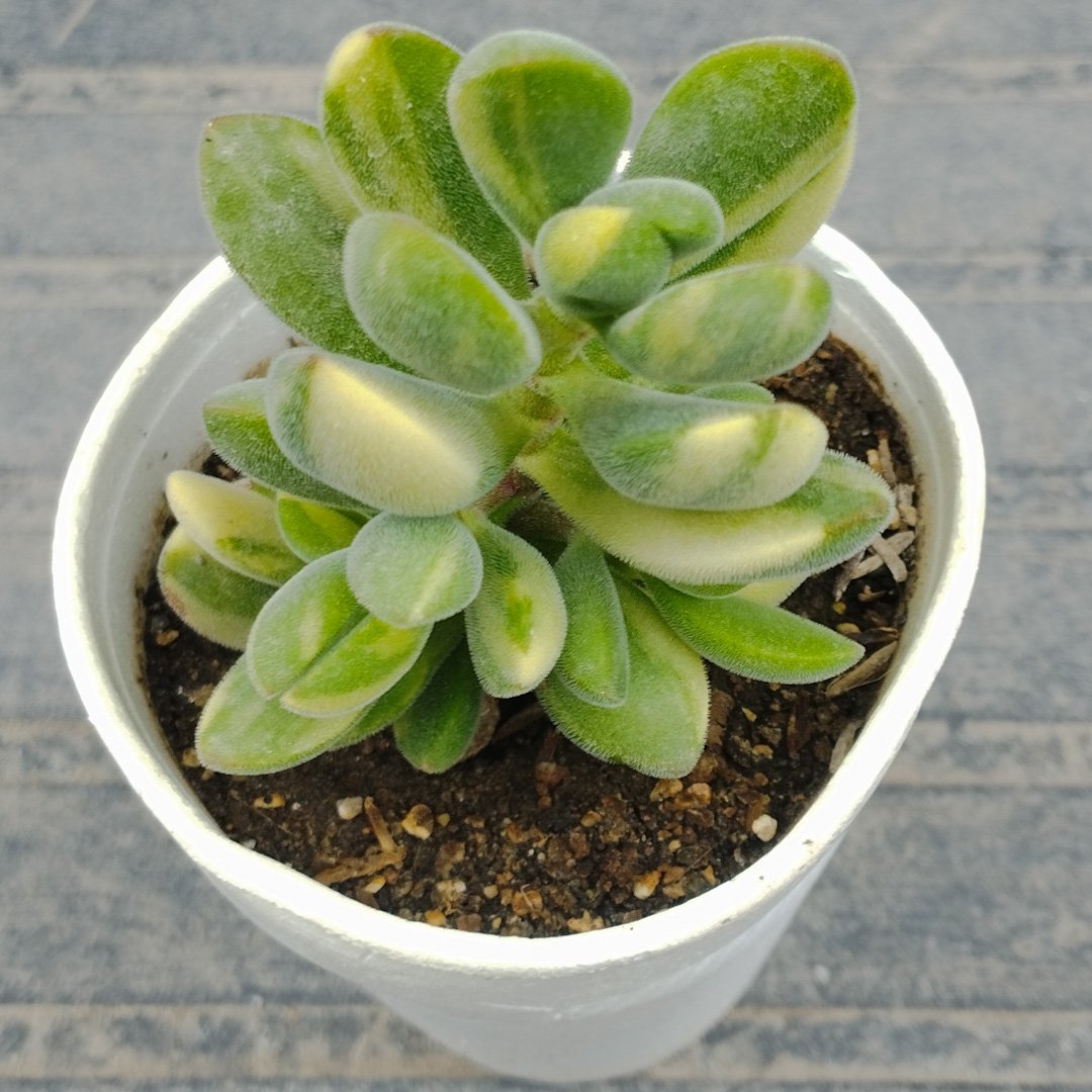 M-163A: Crassula Rogersii variegada