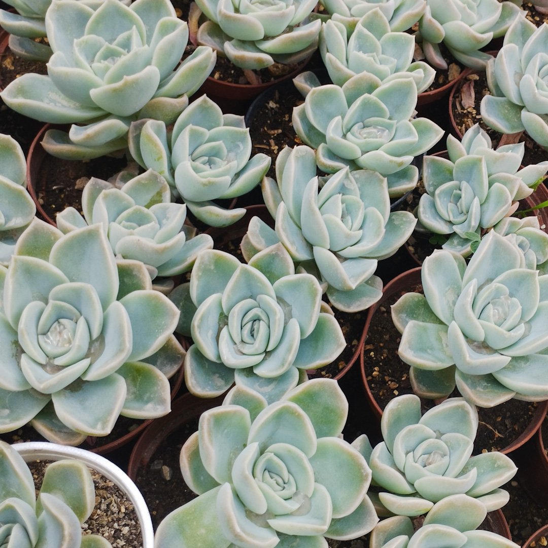 M-227: Echeveria Fantome
