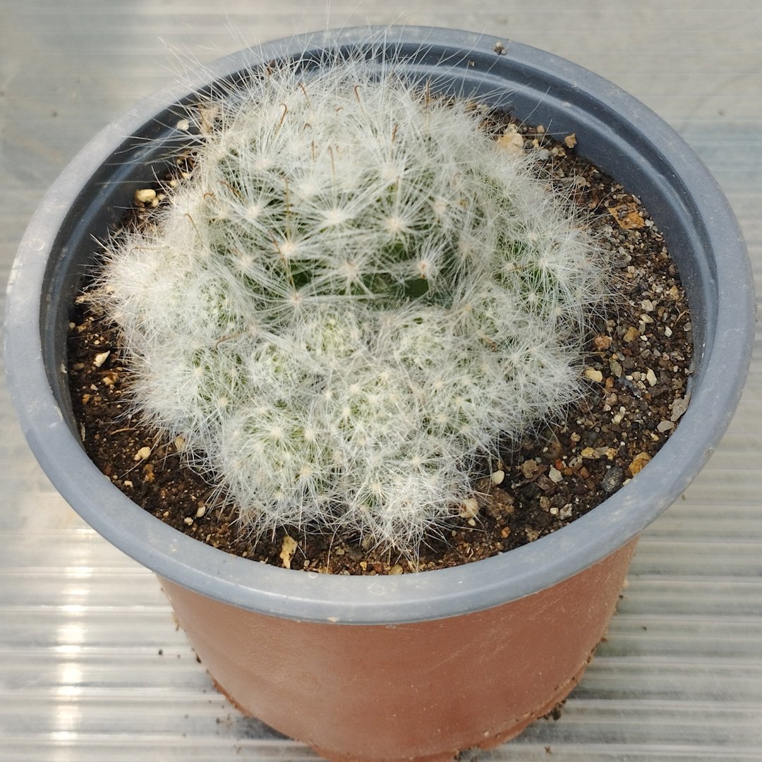 M-528: Mammillaria