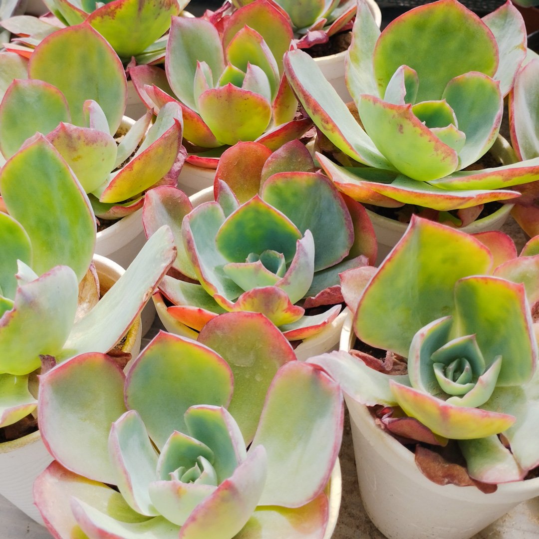 M-129: Echeveria Powder Blue