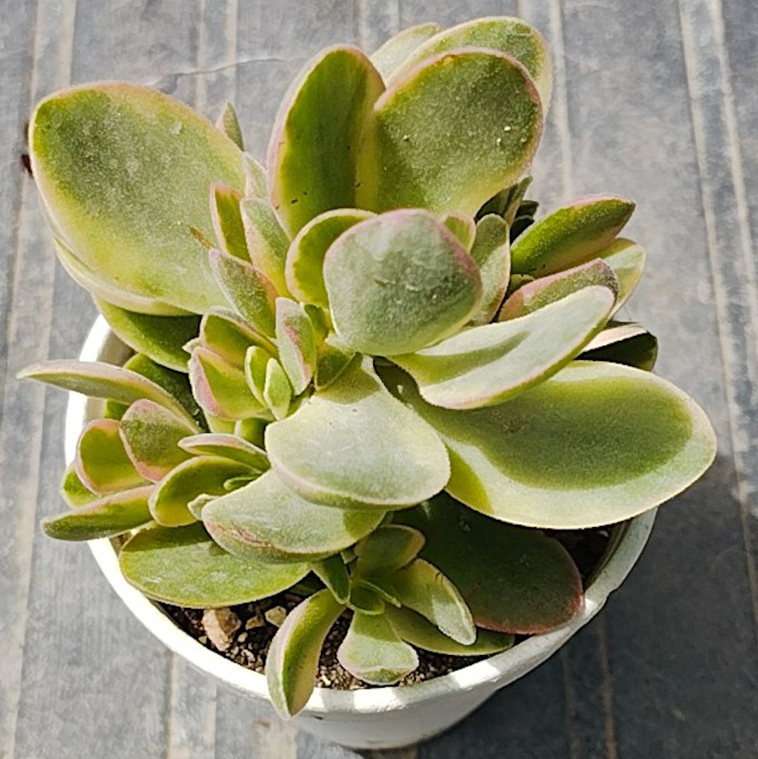 M-131A: Crassula "Money Maker" Variegata