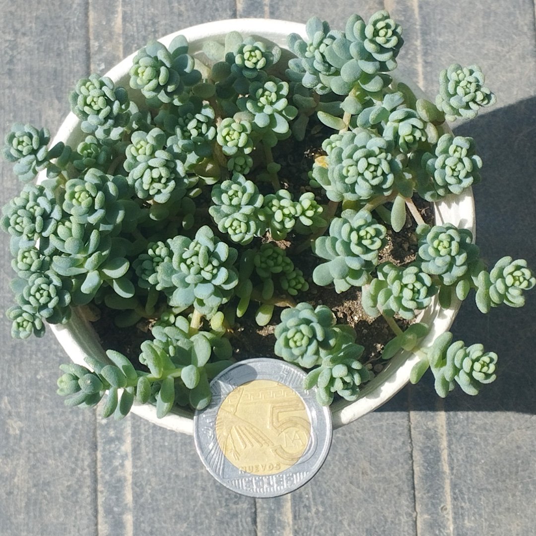 M-248: Sedum Dasyphyllum