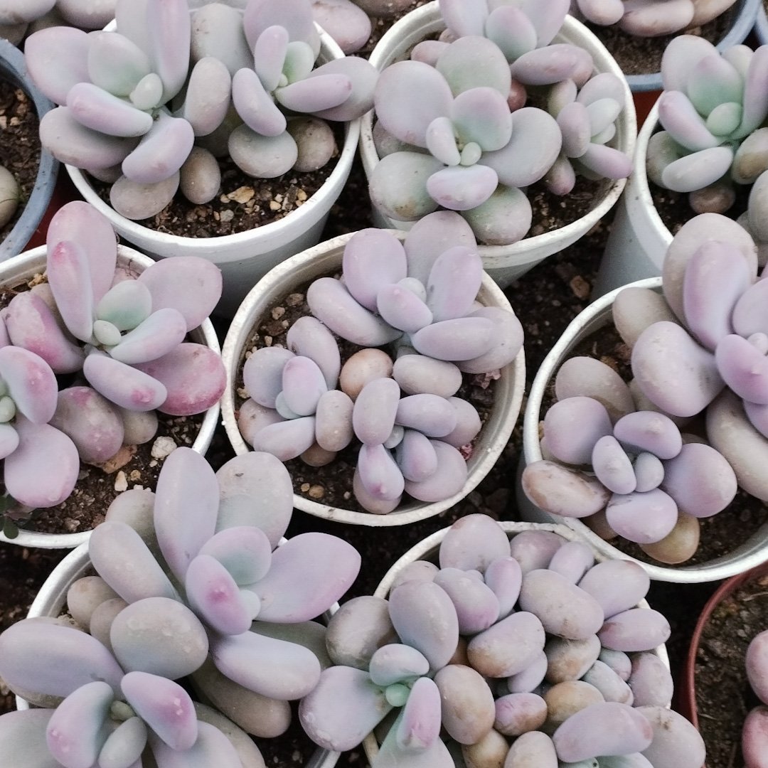 M-114A: Pachyphytum Bracteosum Pink