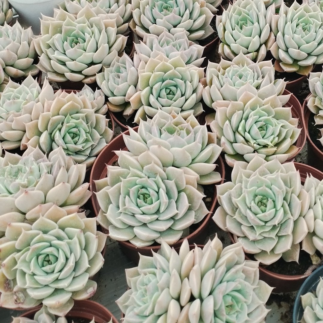 M-289A:  Graptoveria Margaret Reppin