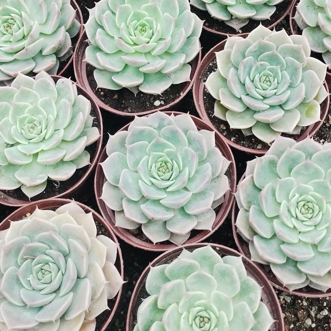 M-289:  Graptoveria Margaret Reppin