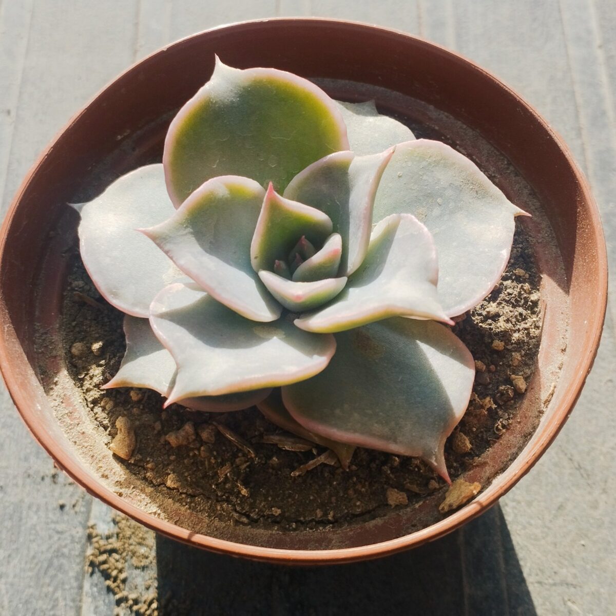 M-426: Echeveria Madiva