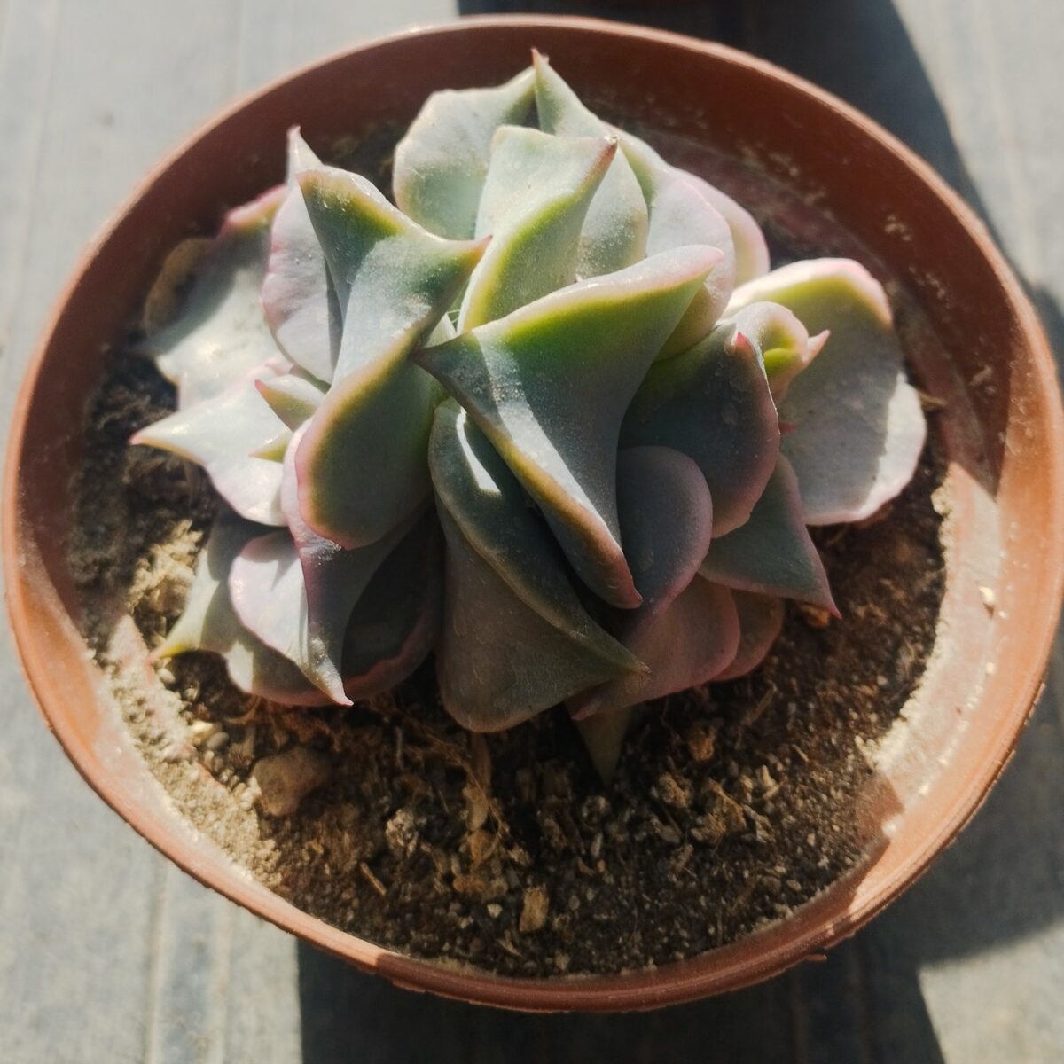 M-426A: Echeveria Madiba
