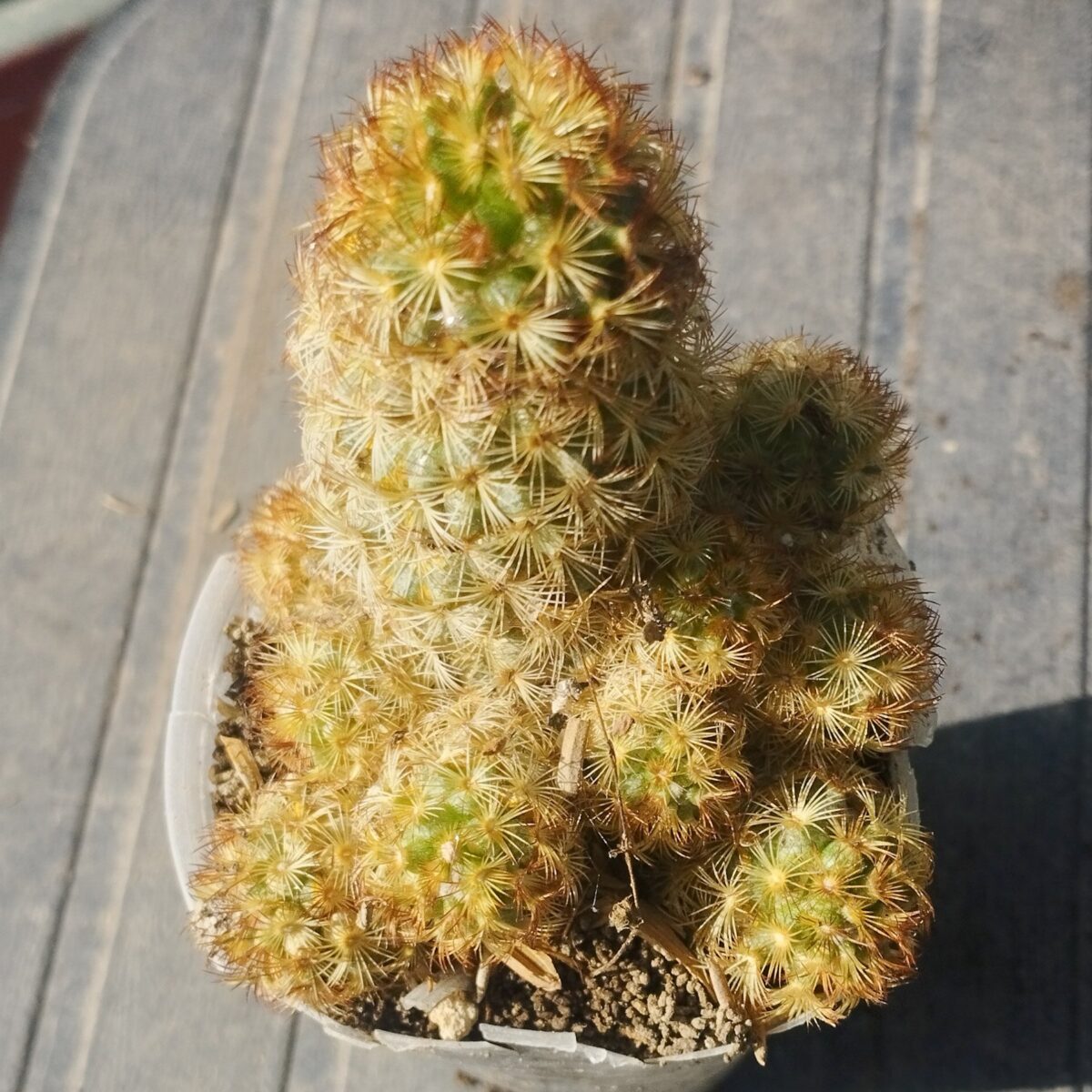 M-519A: Mammillaria