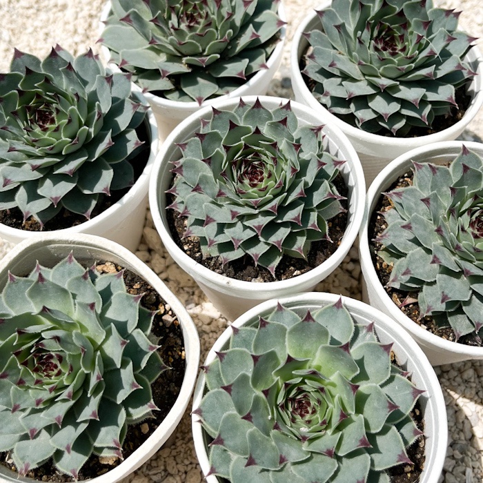 M-101:  Sempervivum  Calcareum
