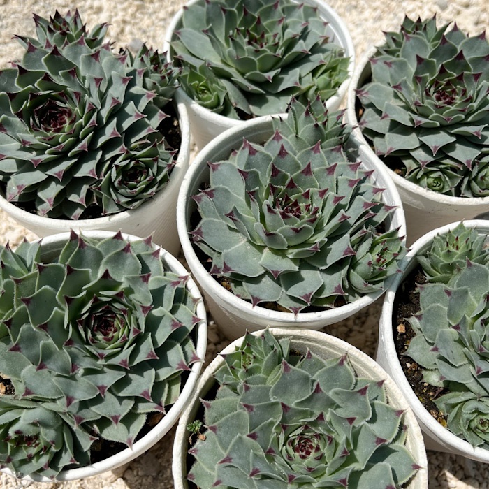 M-101A: Sempervivum Calcareum