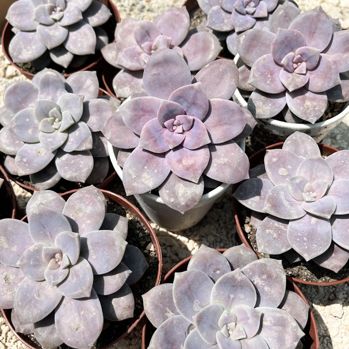 M-110:   Graptopetalum Superbum