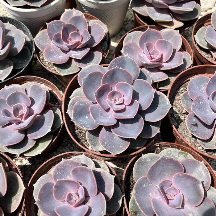 M-111: Echeveria Perle Von Nurnberg