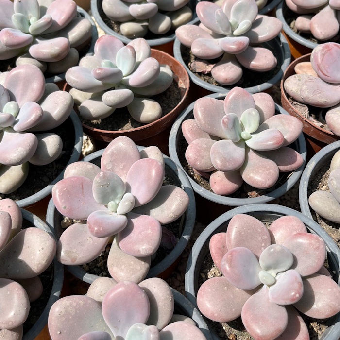 M-114: Pachyphytum Bracteosum Pink