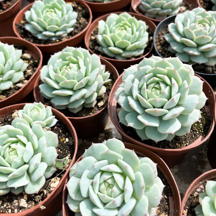 M-185: Echeveria Derenbergii