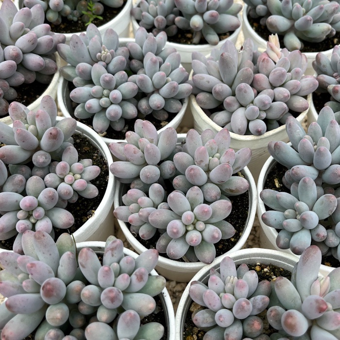 M-304A: Pachyphytum Machucae "Baby Finger"