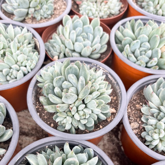 M-392: Echeveria