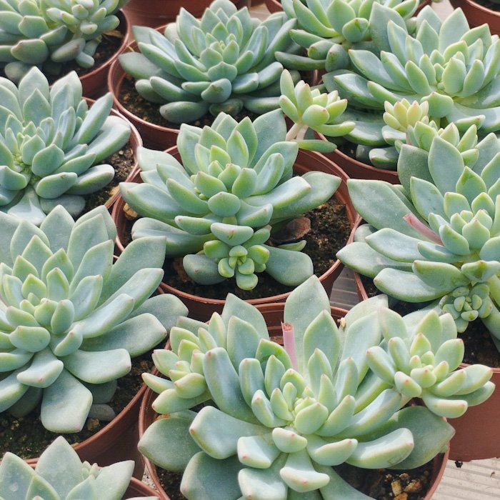 M-215: Echeveria