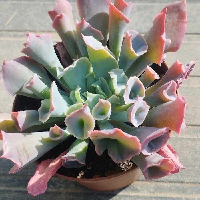 M-345: Echeveria Trumpet Pink