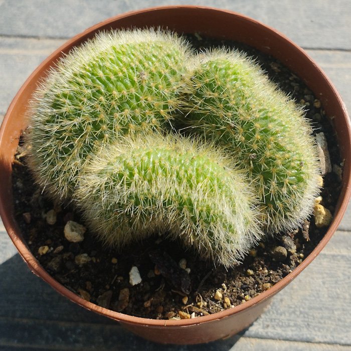 M-553B: Cleistocactus Winteri