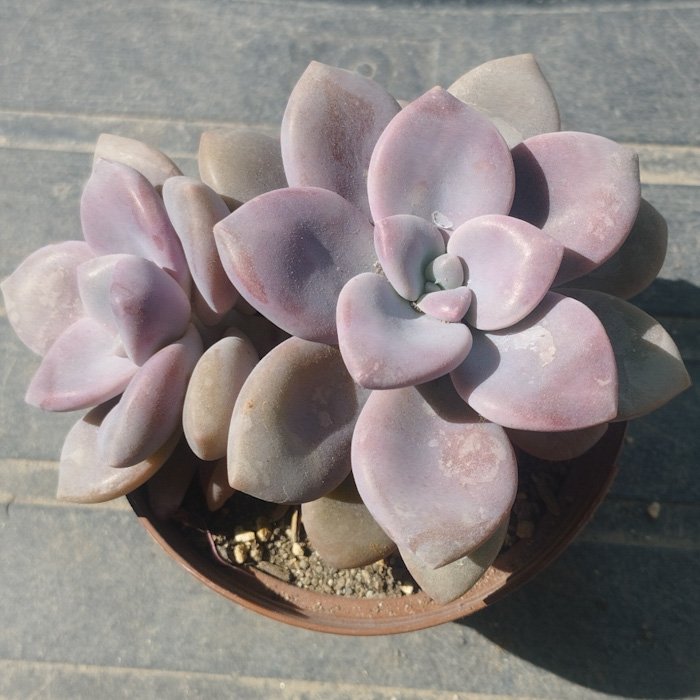 M-371A: Graptopetalum "Murasaki"