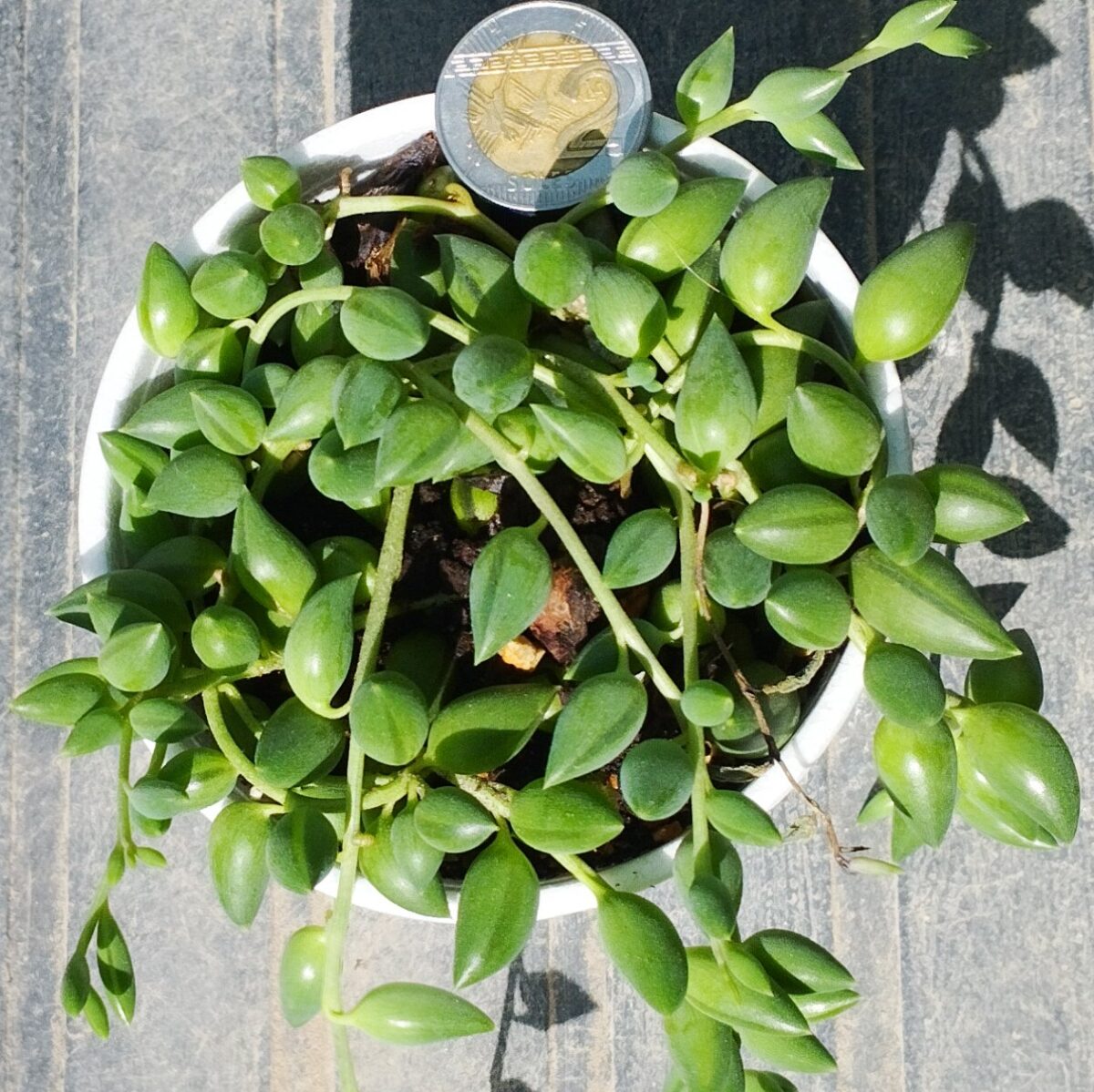 M-137: Senecio Herreianus