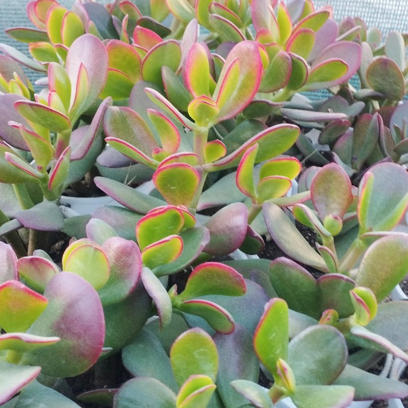 M-157: Crassula Ovata 'Hummel Sunset'