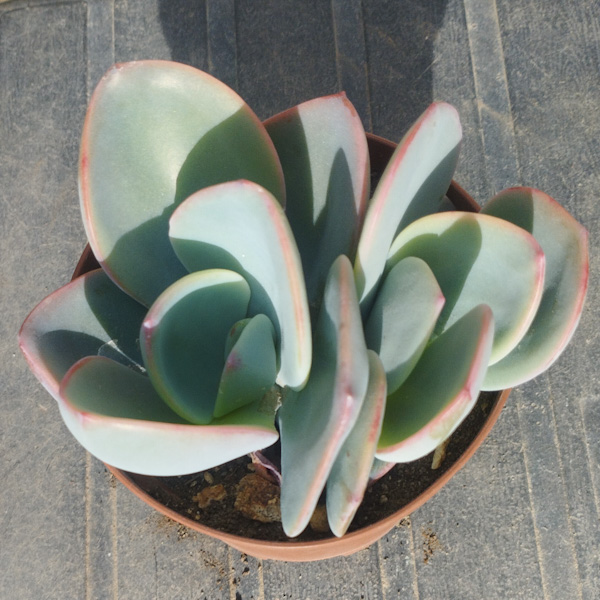 M-407A: Echeveria Gila