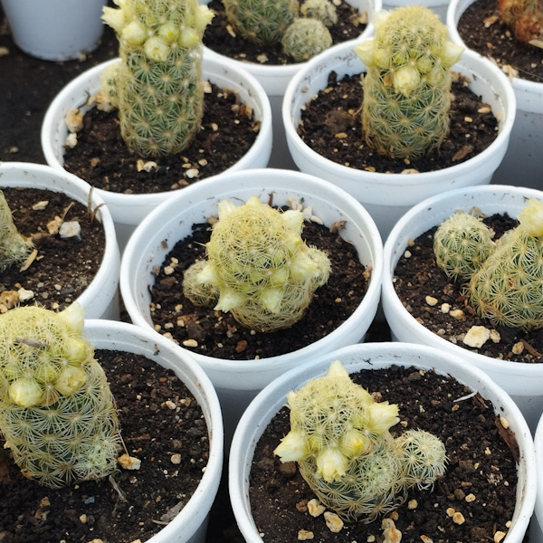 M-515: Mammillaria