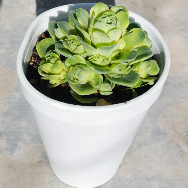 M-405: Grenovia Variegada