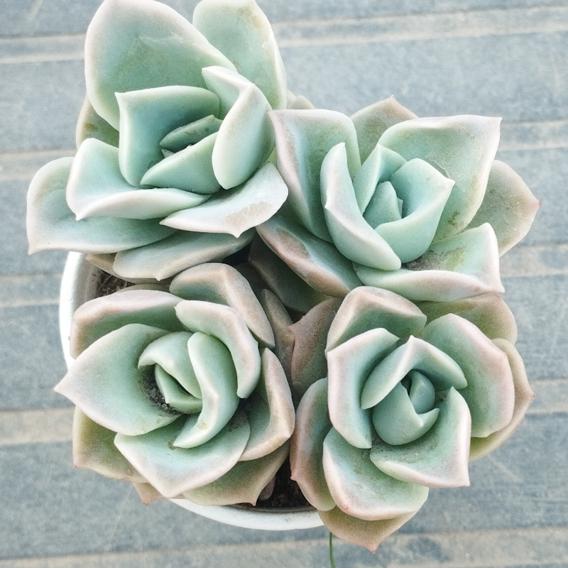 M-192A: Graptoveria Lovely Rose