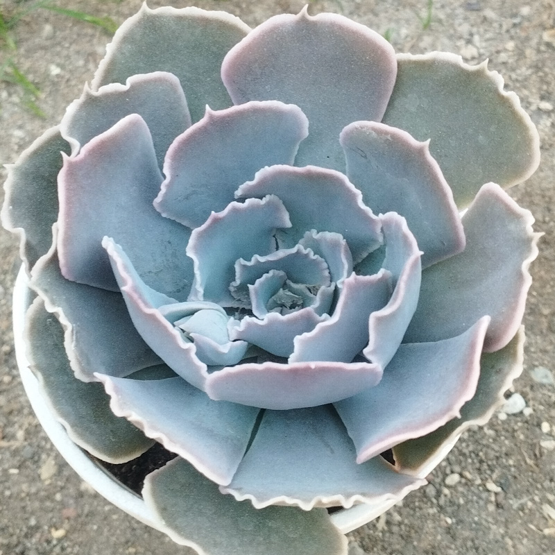 M-254: Echeveria Shaviana