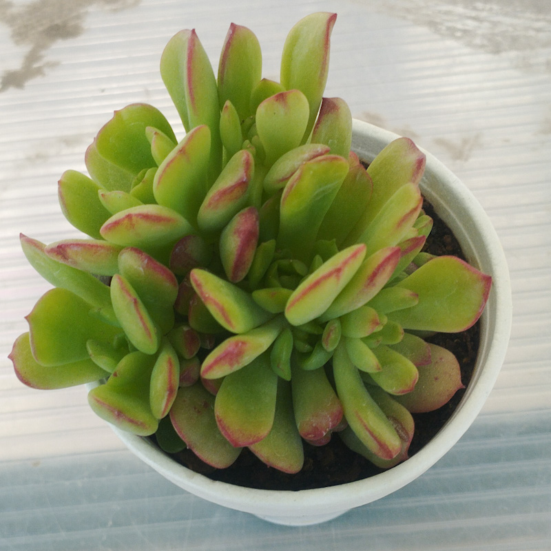 M-160: Echeveria Vitor