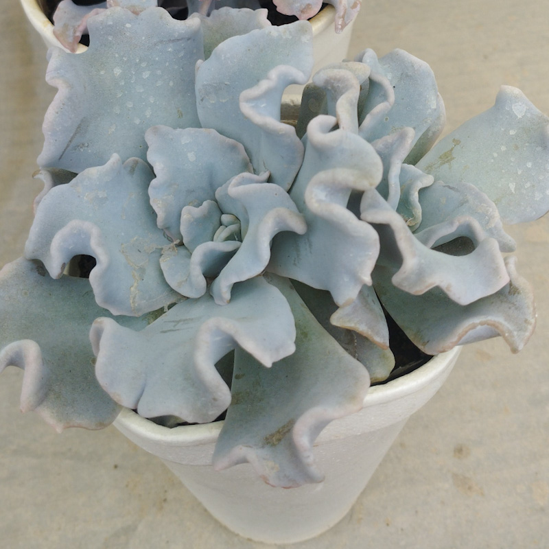 M-363A: Echeveria Crispate Beauty