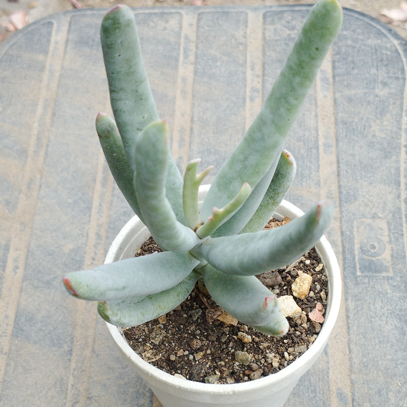 M-399: Haworthia