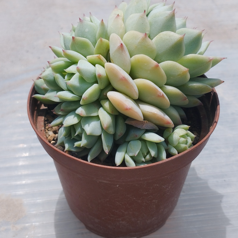 M-185A: Echeveria Derenbergii
