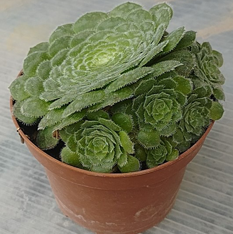 M-338A: Aeonium Tabuliforme